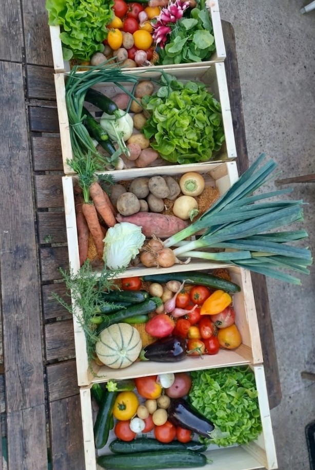 Panier de légumes AMAP