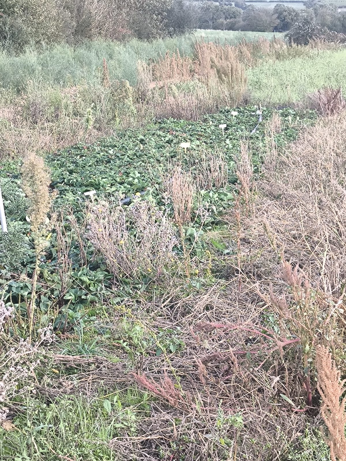 Le jardin d'Maurice — photo 25