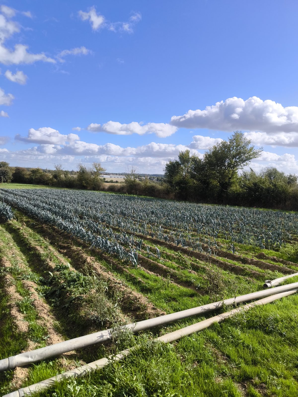 Le jardin d'Maurice — photo 34