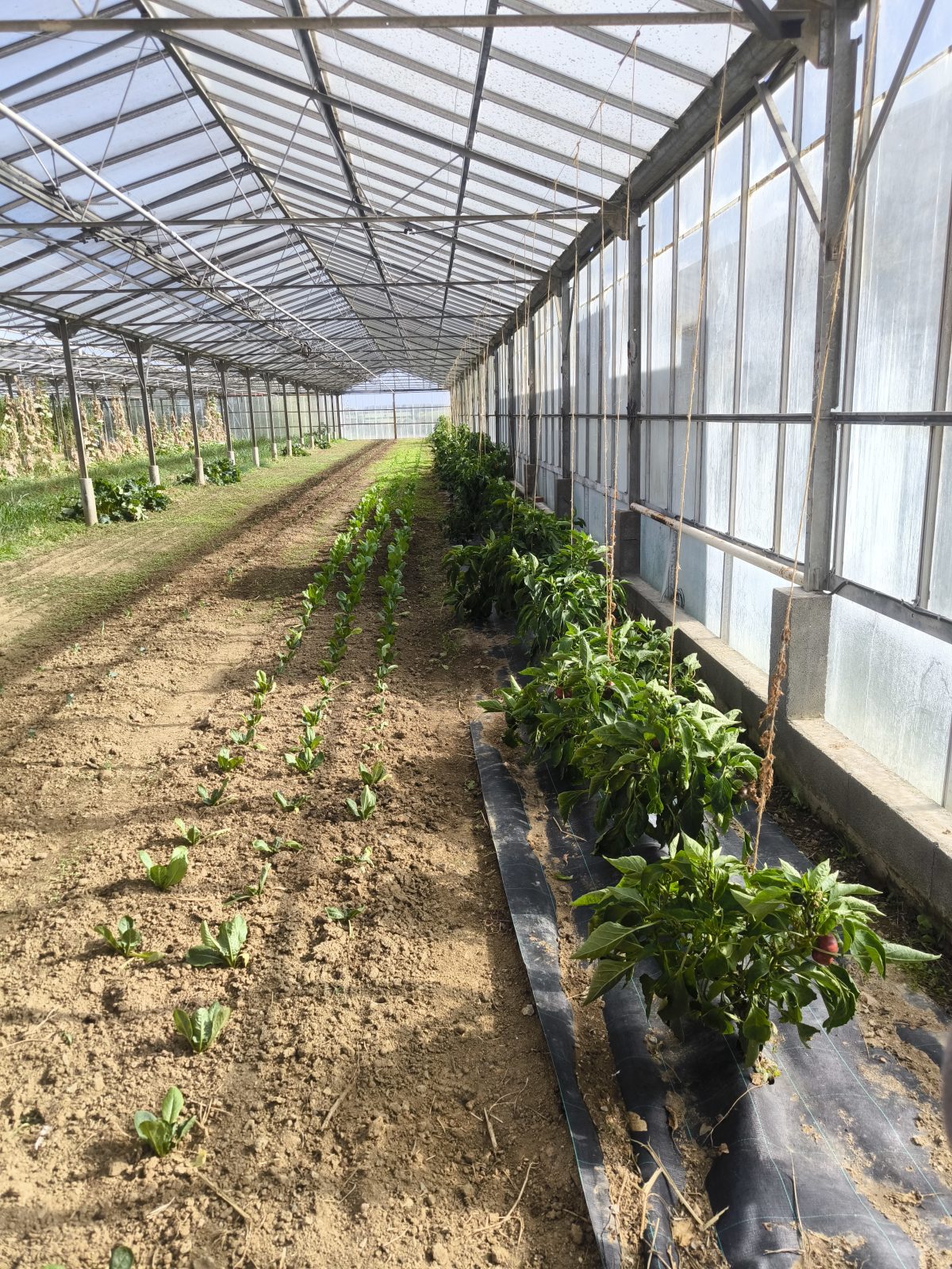 Le jardin d'Maurice — photo 5