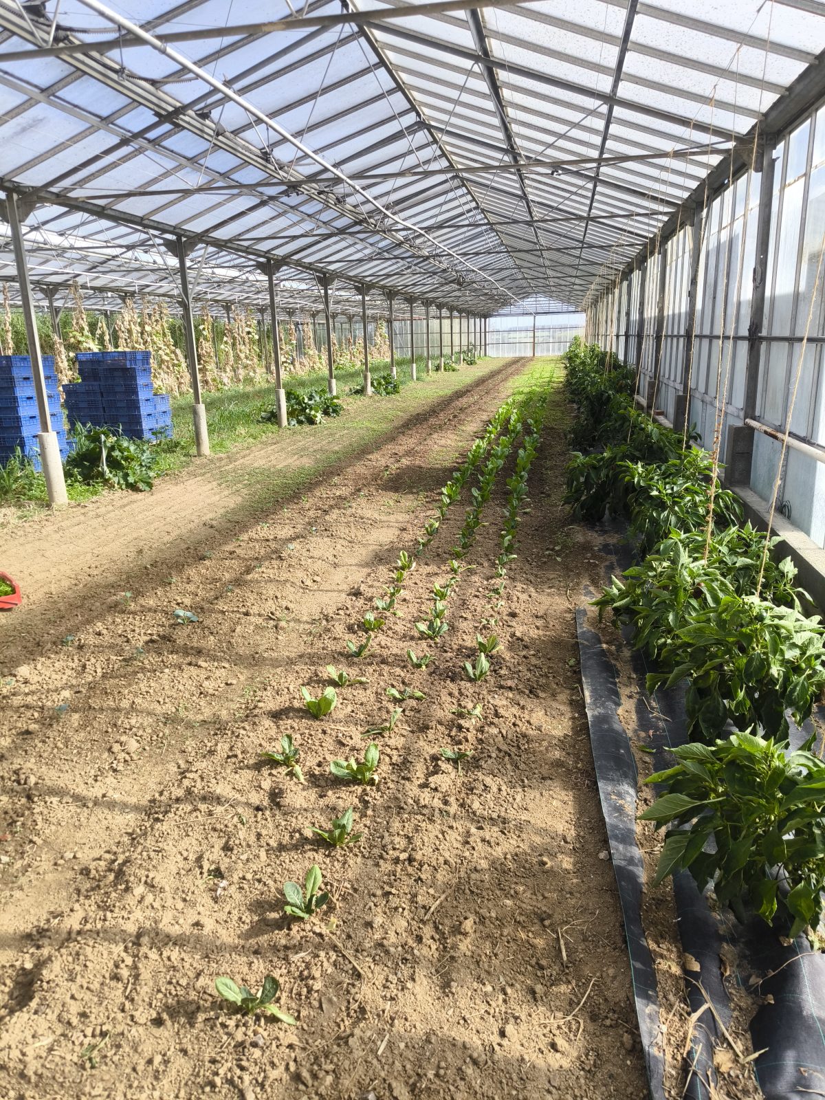 Le jardin d'Maurice — photo 4